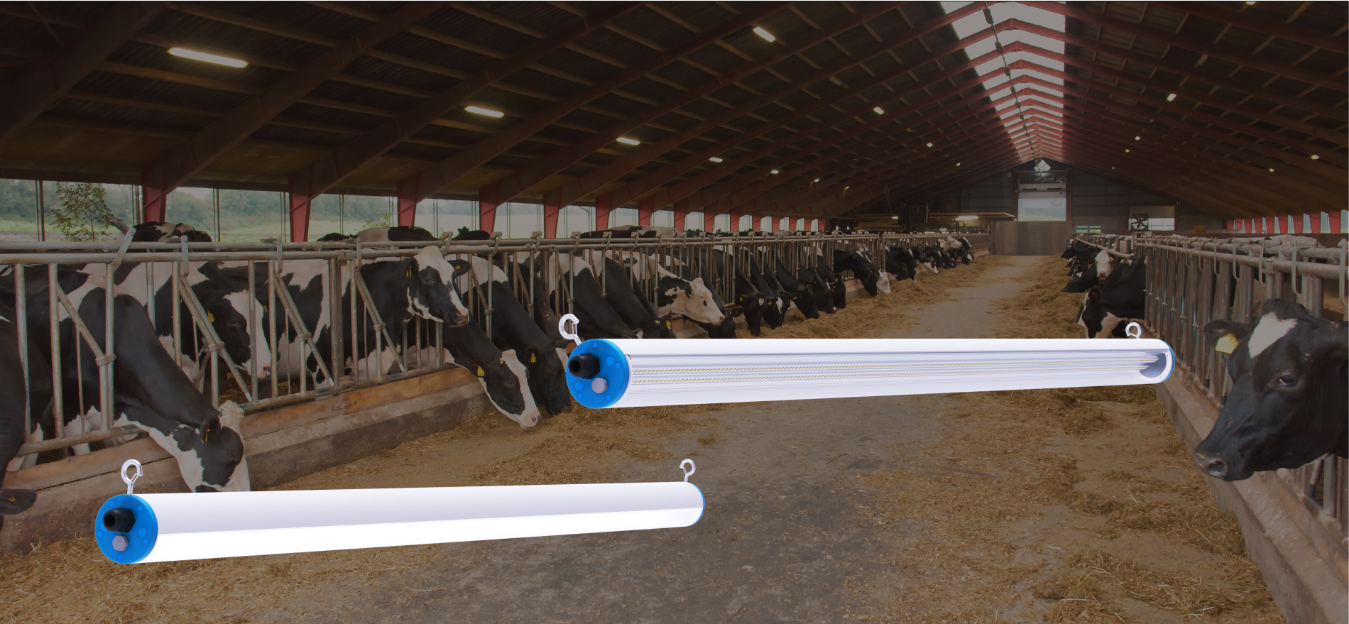 Best Solutions For Livestock Lighting